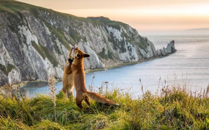 Лучшие фотографии животных за прошедшую неделю