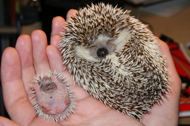 Очаровательные новорожденные животные