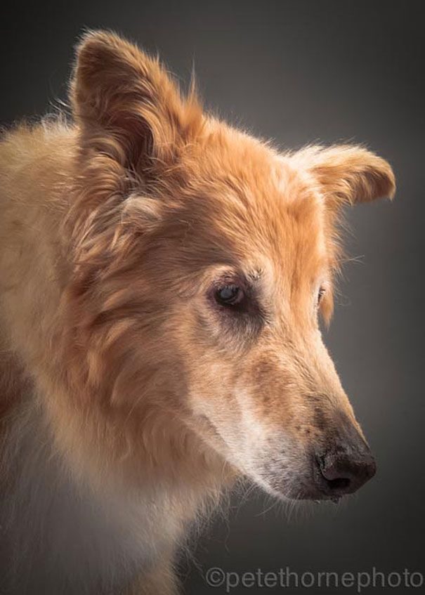 Трогательные фотографии пожилых собак