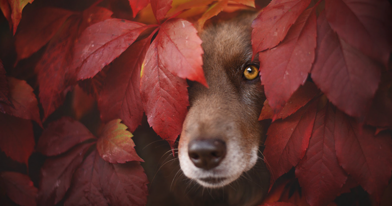 Собаки и осень