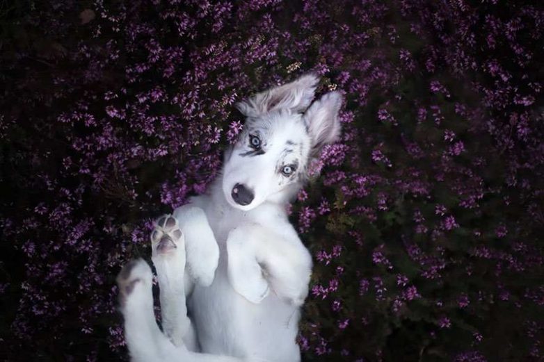 Портреты собак невероятной красоты