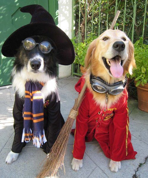 Смешные собачки в костюмах на Хэллоуин