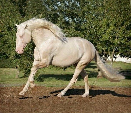 Невероятно красивые лошади