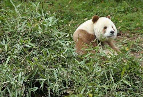 Единственный коричневый бамбуковый медведь в природе