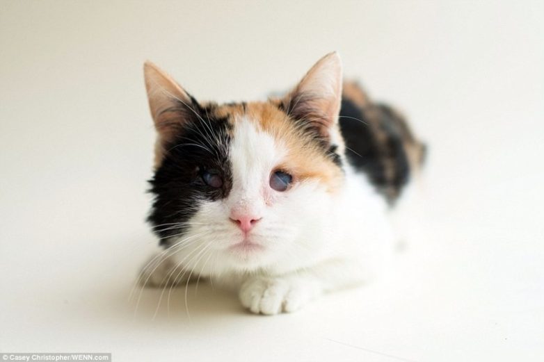 Кошки, которые потеряли один или оба глаза