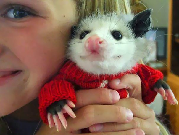 Милые животные в миниатюрных свитерах