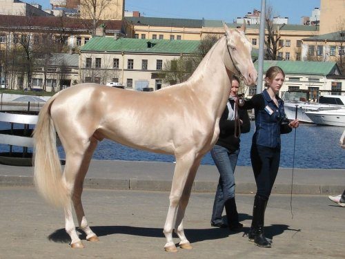Красота и благородство лошадей в фотографиях