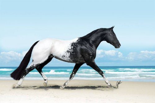Красота и благородство лошадей в фотографиях