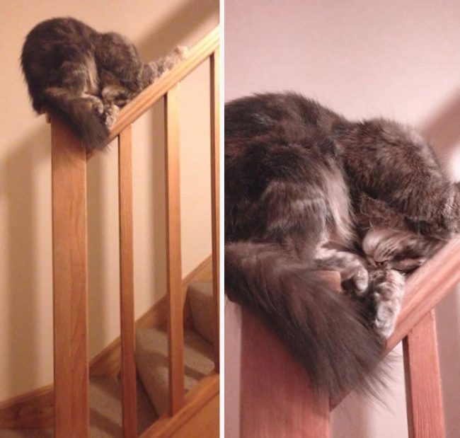 Коты, которые спят изо всех сил