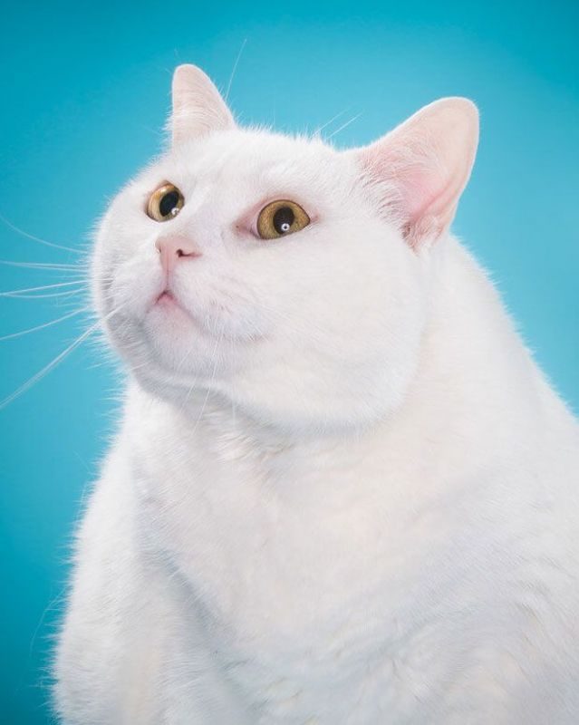 Толстые котики / Питомцы