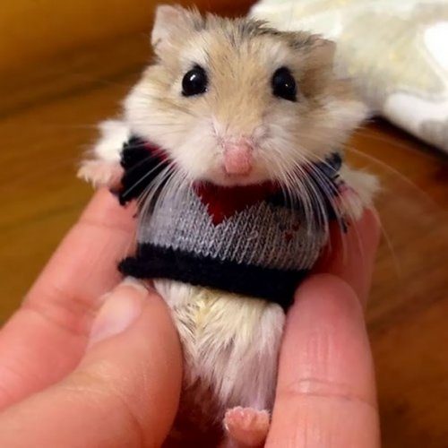 Милые животные в свитерах