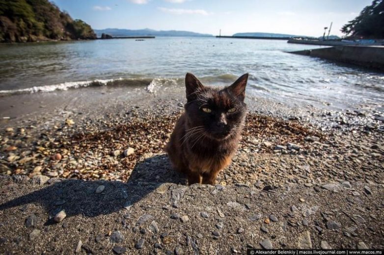 Японский остров, где количество кошек в десятки раз превосходит число людей