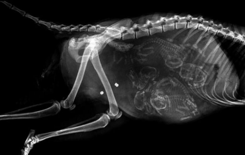 Беременные животные под рентгеном