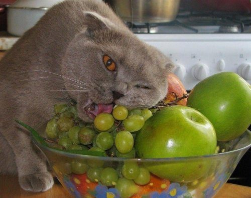 Кошки, которые едят всё подряд