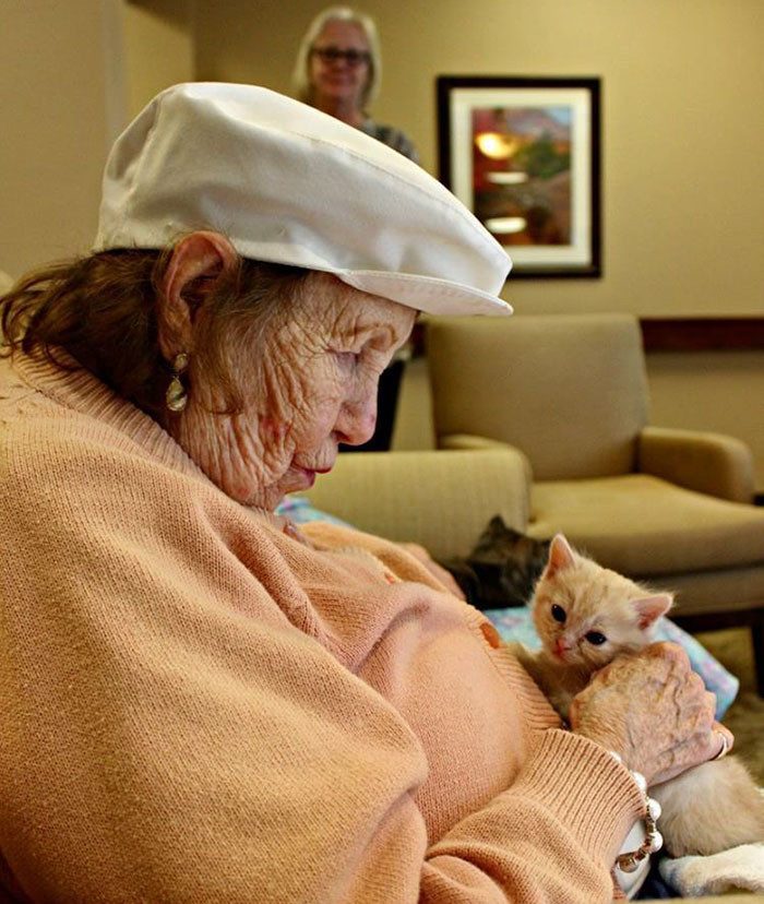Старики из дома престарелых ухаживают за котятами