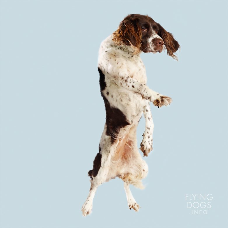 Летающие собаки от Джулии Кристи