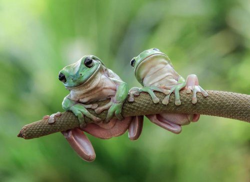 Потрясающие фотографии лягушек