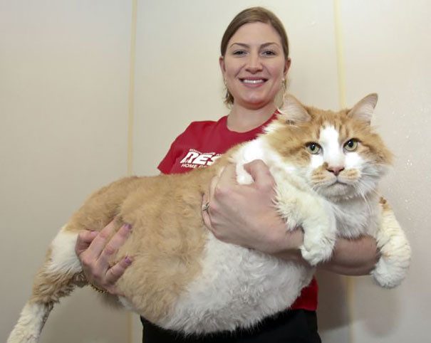 Самые крупные коты в мире
