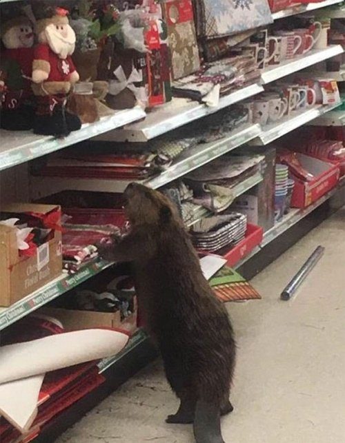 Бобёр пришёл в магазин за новогодней ёлкой