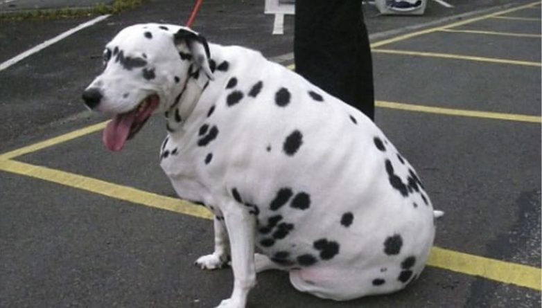 Самые толстые собаки в мире