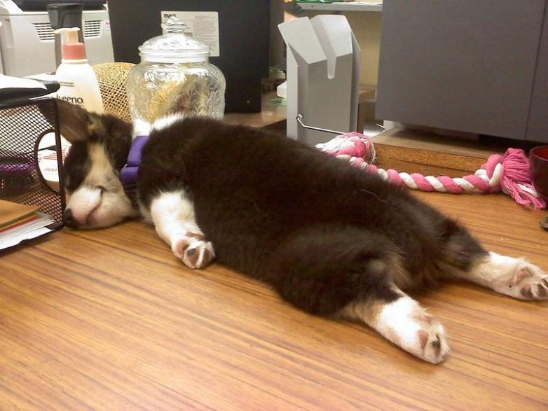 Спят усталые собачки