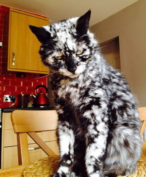 Кот с необычным окрасом шерсти