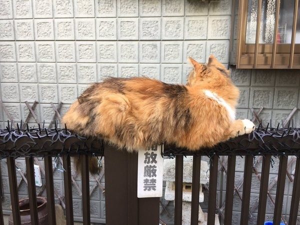 Японцы не знают, как отпугивать котиков