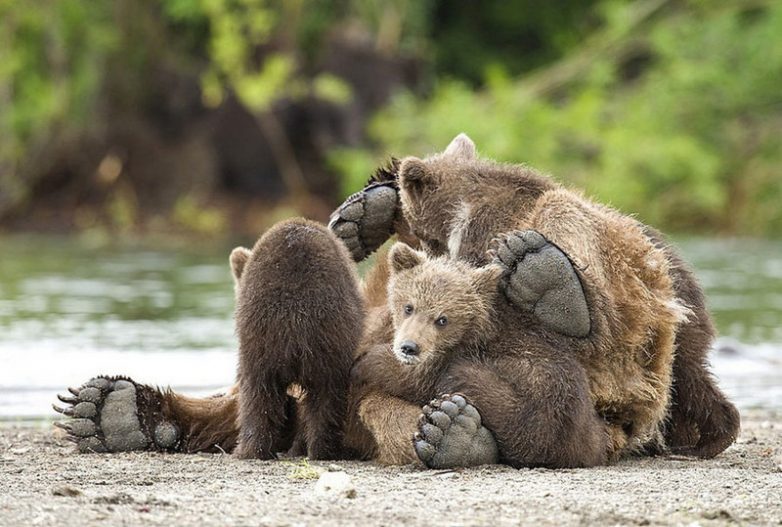 Суровое медвежье обаяние