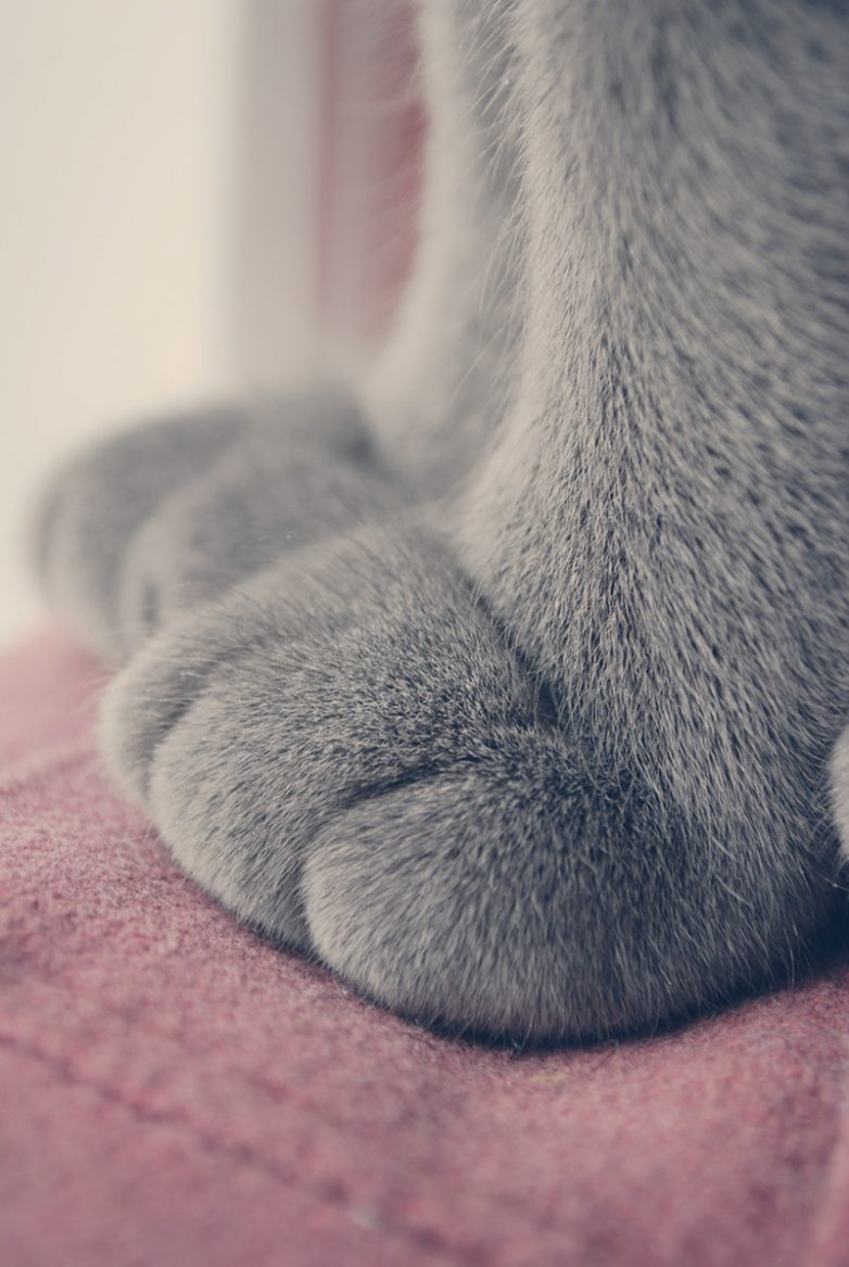 Котьи лапки