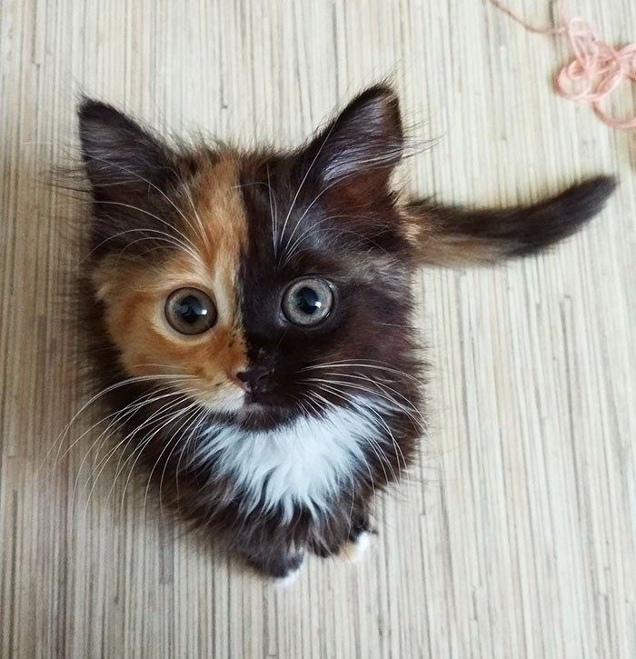 Кошка Яна с уникальным окрасом