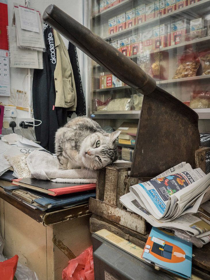 Как живут домашние животные в магазинах Гонконга