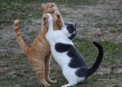 Танцующие кошки, которых сфотографировали в самый разгар вечеринки
