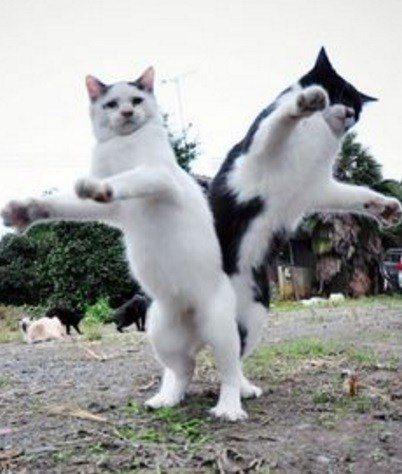 Танцующие кошки, которых сфотографировали в самый разгар вечеринки