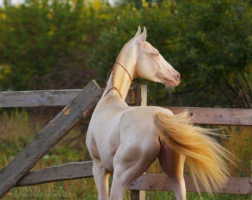 Одна из самых красивых пород лошадей в мире