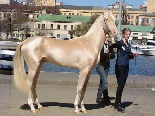 Одна из самых красивых пород лошадей в мире
