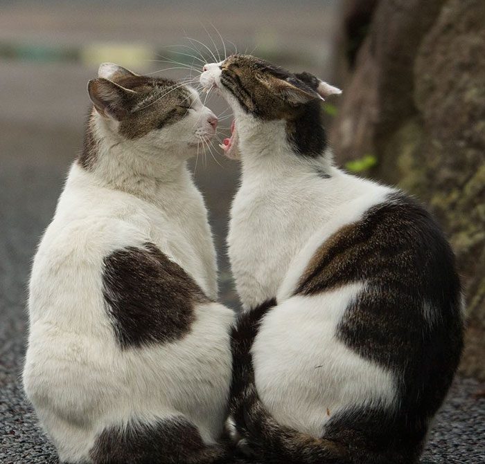 Бездомные коты на улицах Токио