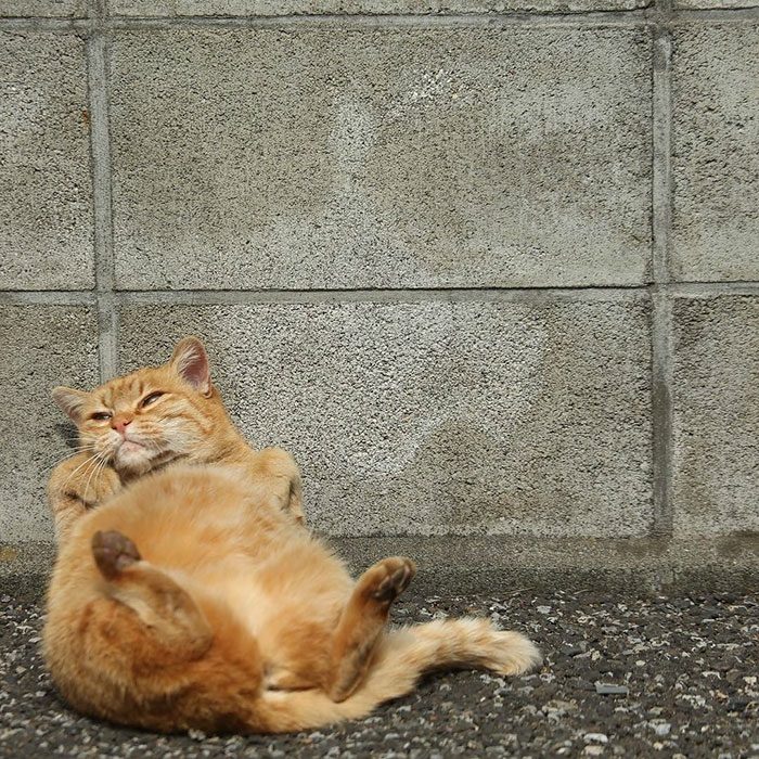 Бездомные коты на улицах Токио