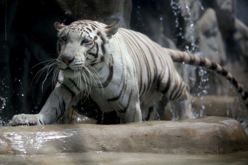 Невероятные фотографии животного мира