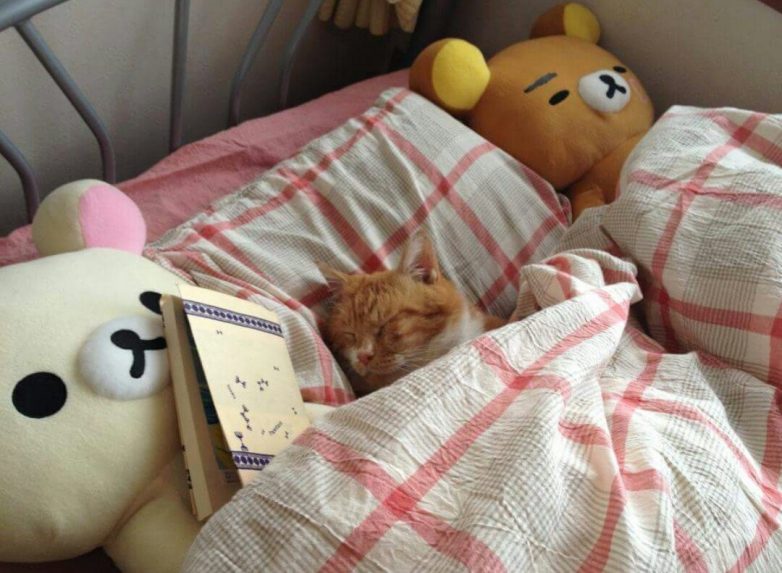 Милые котики в кроватках