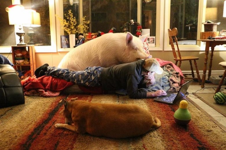 Очень счастливая домашняя свинья