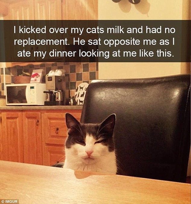 Коты в недоумении