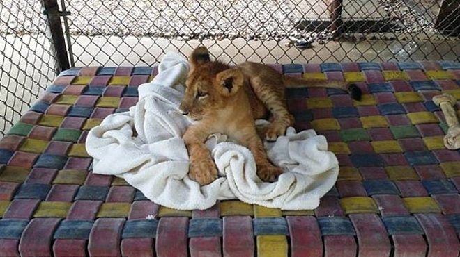 Львёнок, которого спасли не может спать без одеяла