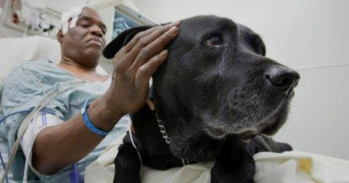Невероятные истории о собаках-спасателях