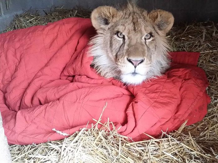 Львёнок, которого спасли не может спать без одеяла