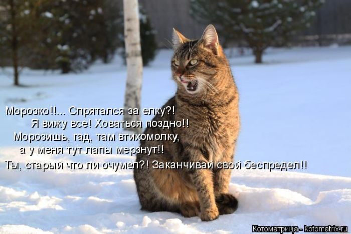 Лучшие котоматрицы за прошедшую неделю