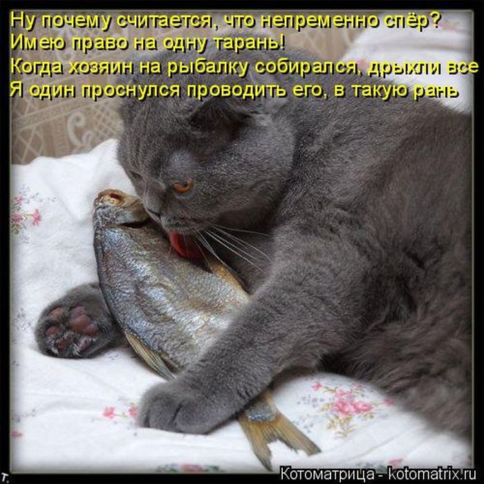 Лучшие котоматрицы за прошедшую неделю