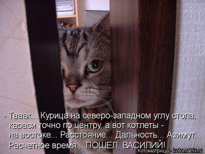 Лучшие котоматрицы за прошедшую неделю