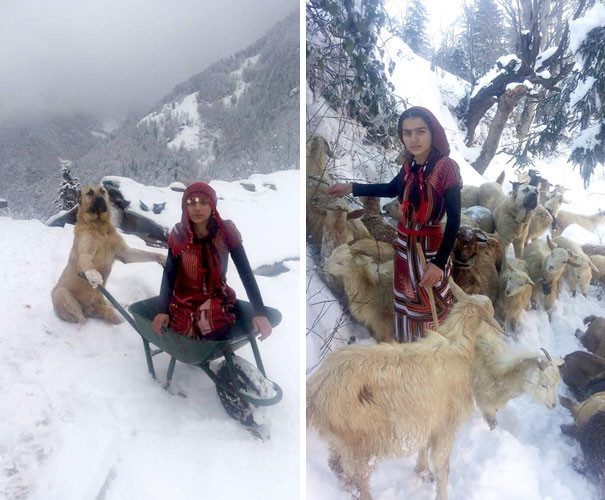Как девочка с собакой спасли козу с козленком