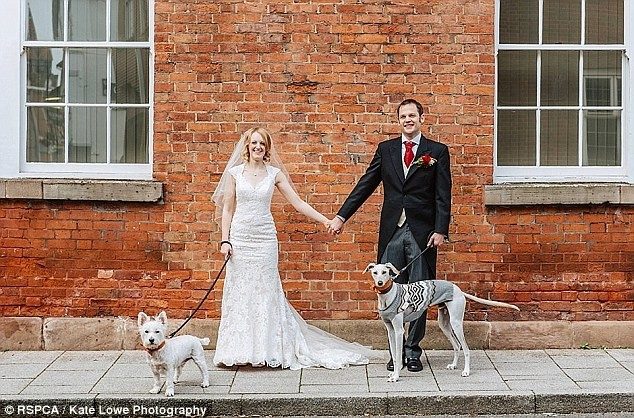 Истощенный пёс отъелся и стал свидетелем на свадьбе