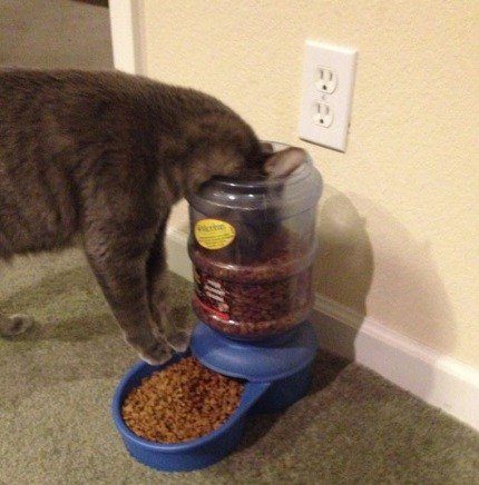 Кошки, которые разучились правильно есть